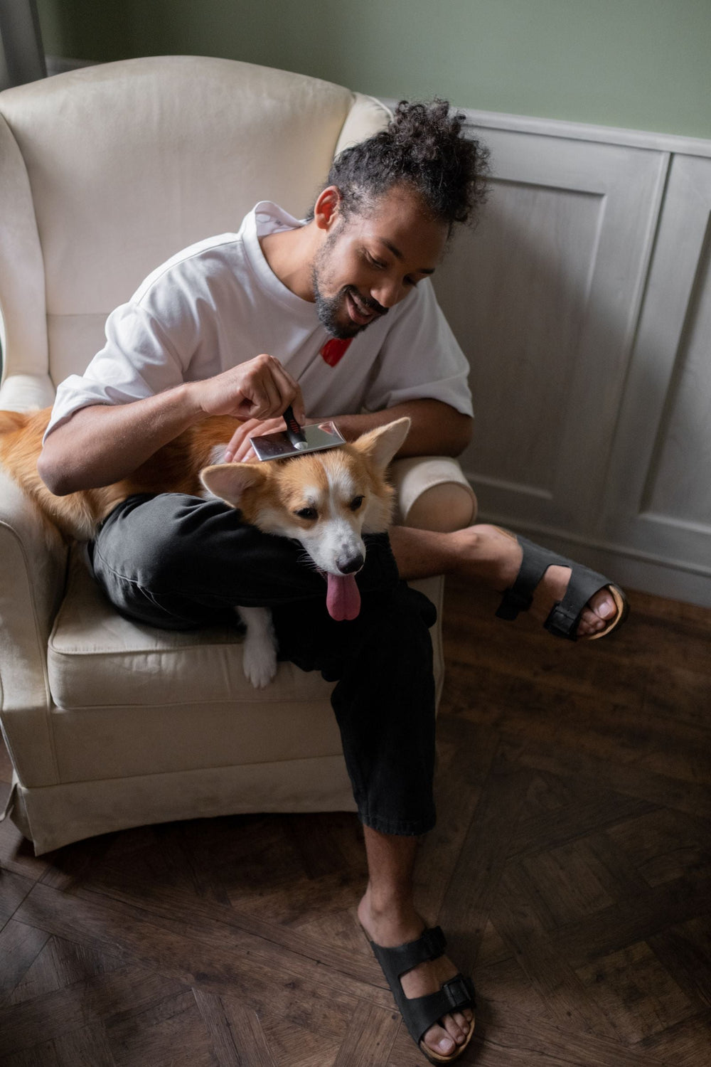 Man brushing his corgi in a cosy living room