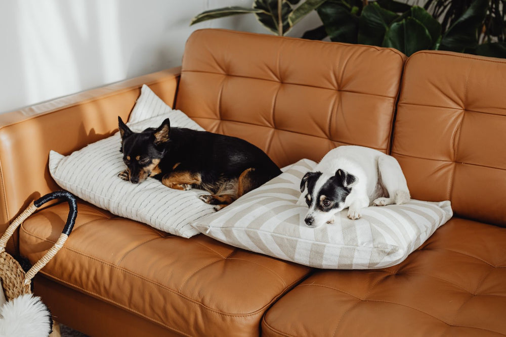 Two dogs relaxing on a cosy sofa