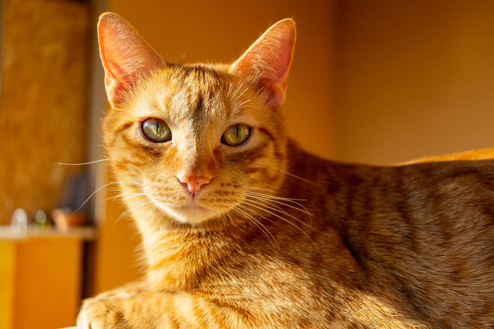 Tabby cat lounging indoors in warm light