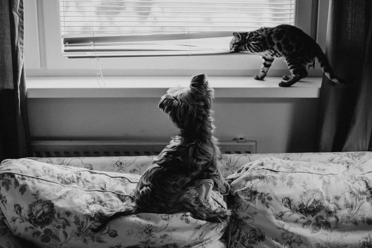 Terrier and Bengal cat together on a sofa by the window
